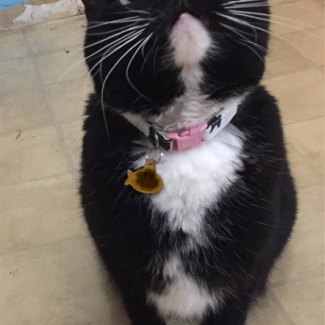 Very Vintage Designs - Wholesale Pet collar – Cat/dog - Moo - Cow Organic Cotton Pet (Dog & Cat) Collar8