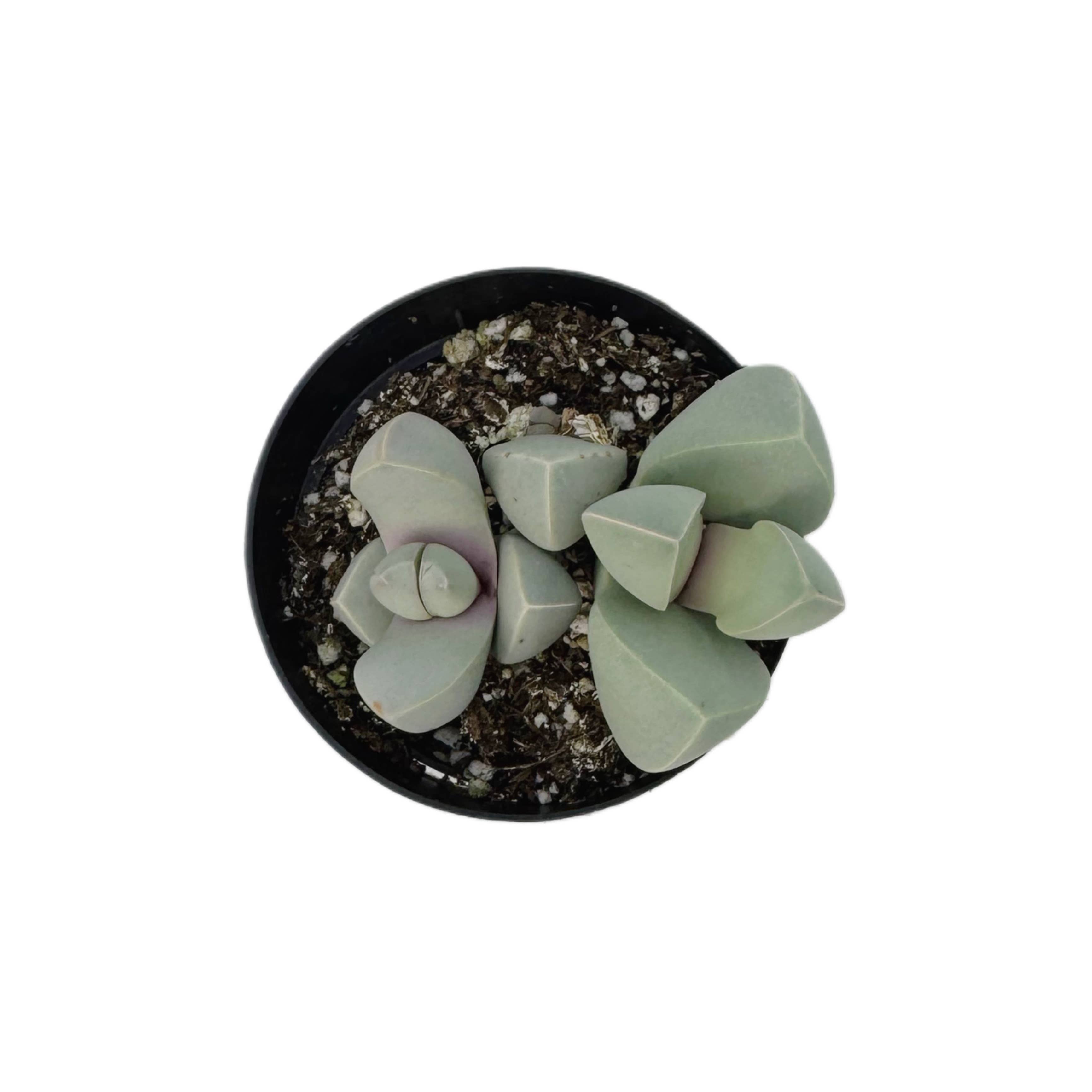 Succulent Wholesale - Wholesale Succulent - Karoo Rose | 2.5 inch | Lapidaria margaretae0