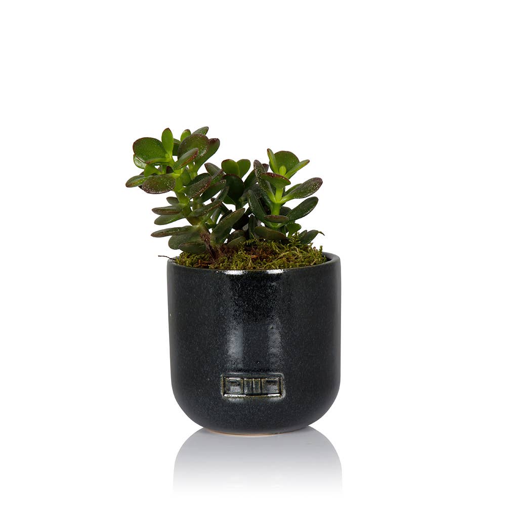 The Little Botanical – wholesale Succulent – Crassula3