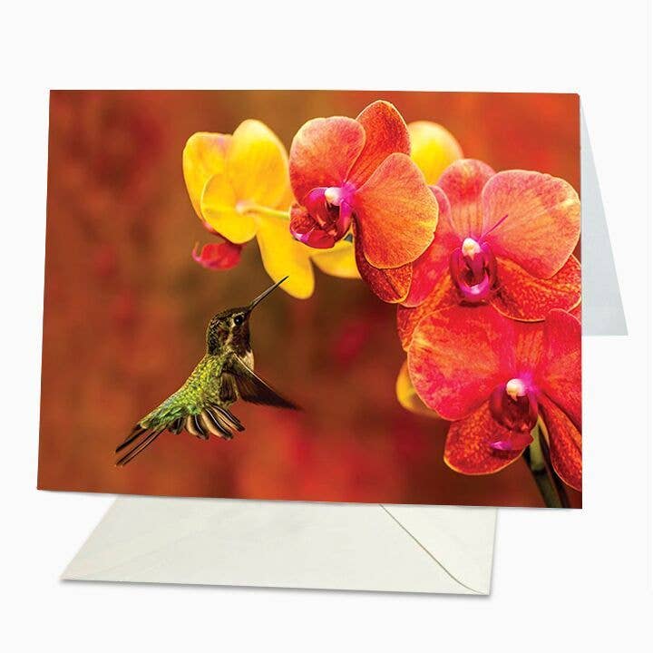 Tarjeta de colibrí sobre rojo en blanco para venta al por mayor de St Thomas Greetings