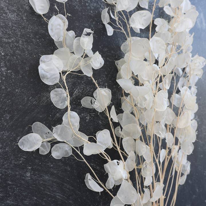 Dried Lunaria for wholesale by FlowerFantaSee