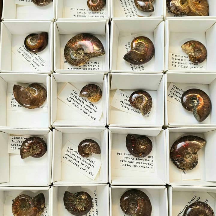 Distinction Crystals - Wholesale Decorative Tabletop Object - Iridescent Red Ammonite Fossil Tray Deal
