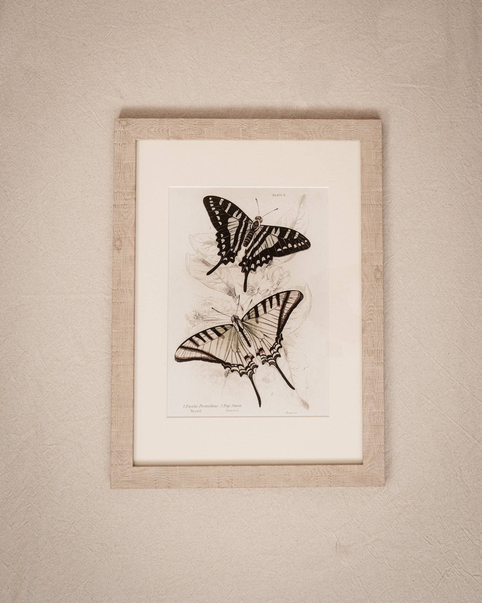 Coultura - Wholesale Gallery Wall Set - Framed Set of Four Vintage Butterfly Art Prints 01 (Sand Frame Collection)3