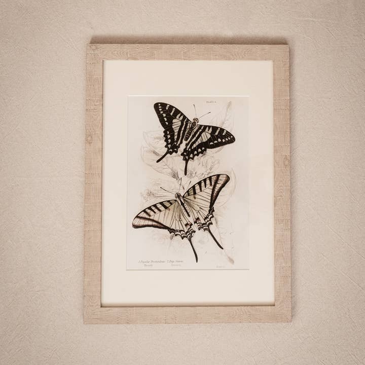 Coultura - Wholesale Gallery Wall Set - Framed Set of Four Vintage Butterfly Art Prints 01 (Sand Frame Collection)3