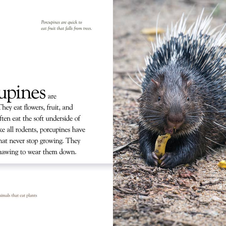 The Creative Company - Wholesale Early Reader Book (6-8) - Porcupines2