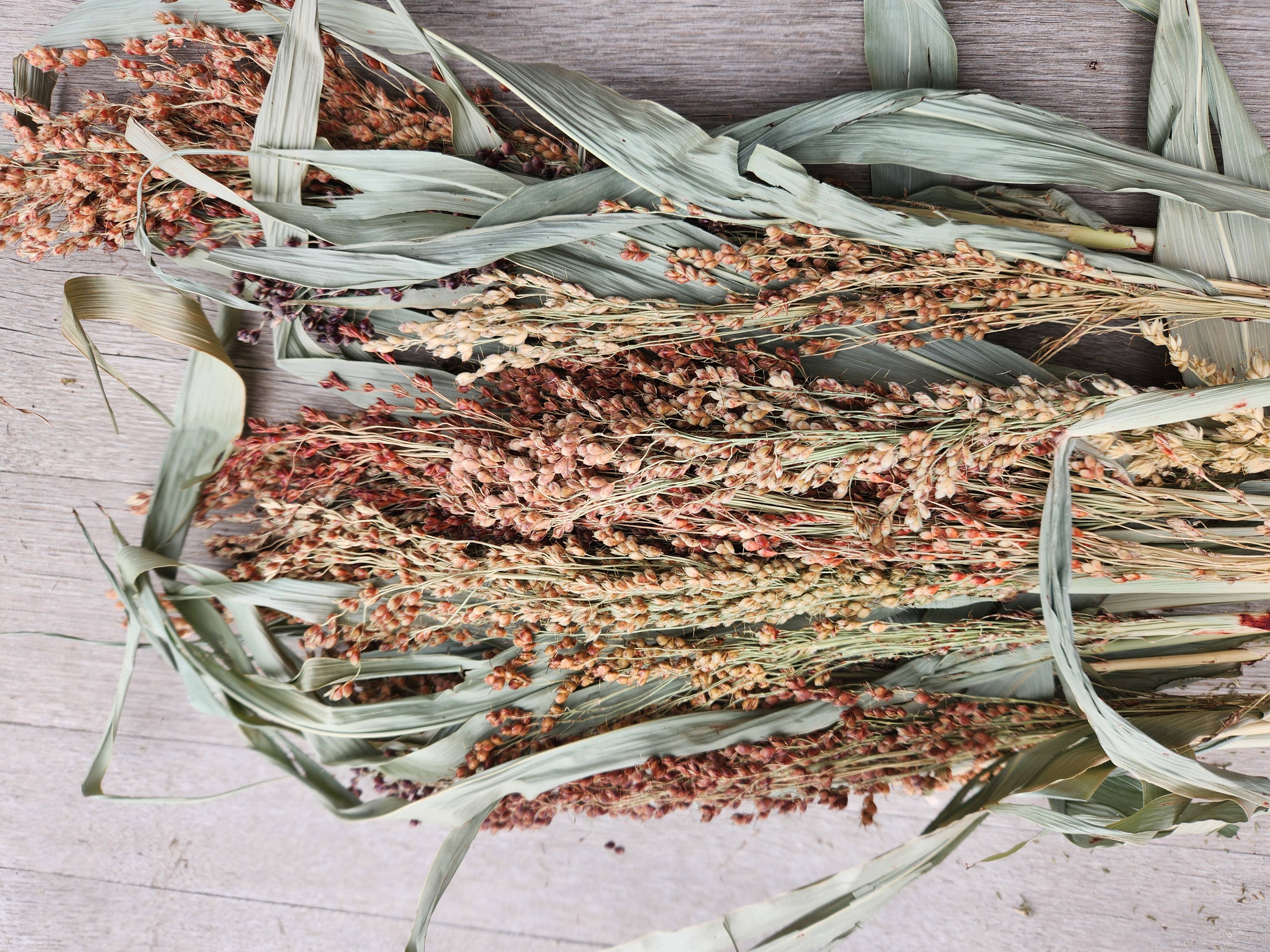 Alissas Flower Farm - Wholesale Dried/Pressed Flowers - Grass:  Broom Corn2