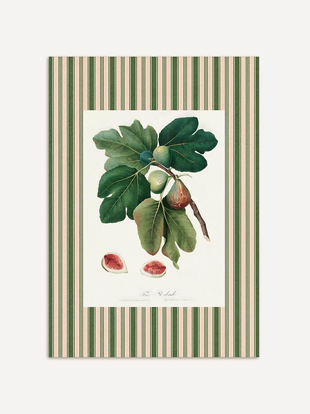 Modern Antique Prints - Wholesale Kunstprint - Botanische vijgenkunstdruk in retrostijl