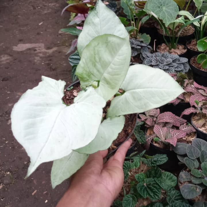 Syngonium "White Beauty" variegated "Moonshine White" | Rare Houseplant for wholesale by OrchidBox