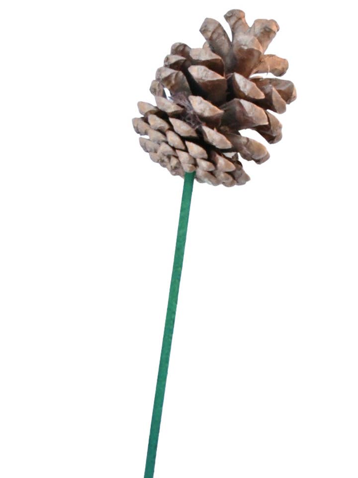 Natural Pine Cone on Pick for wholesale by Champion Greens Forest farm