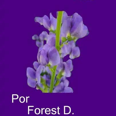 Books by splitShops - Wholesale Book - Adult - El Color Añil: Tesoros de America Central 4 de 6 - Paperback