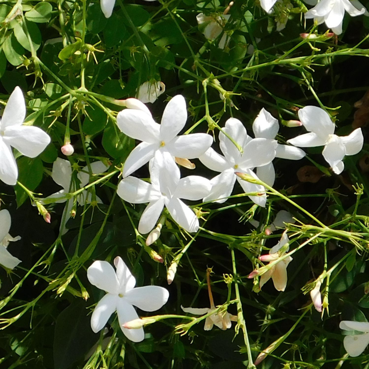 Oasis of Life – wholesale Levande växt – Stjärnjasmine Trachelospermum jasminoides – 8 växter – Höjd 110-120cm – Ø17cm – Ständigt grön klätterväxt med doftande vita blommor – Vinterhärdig toskansk jasmin för trädgård & terrass0