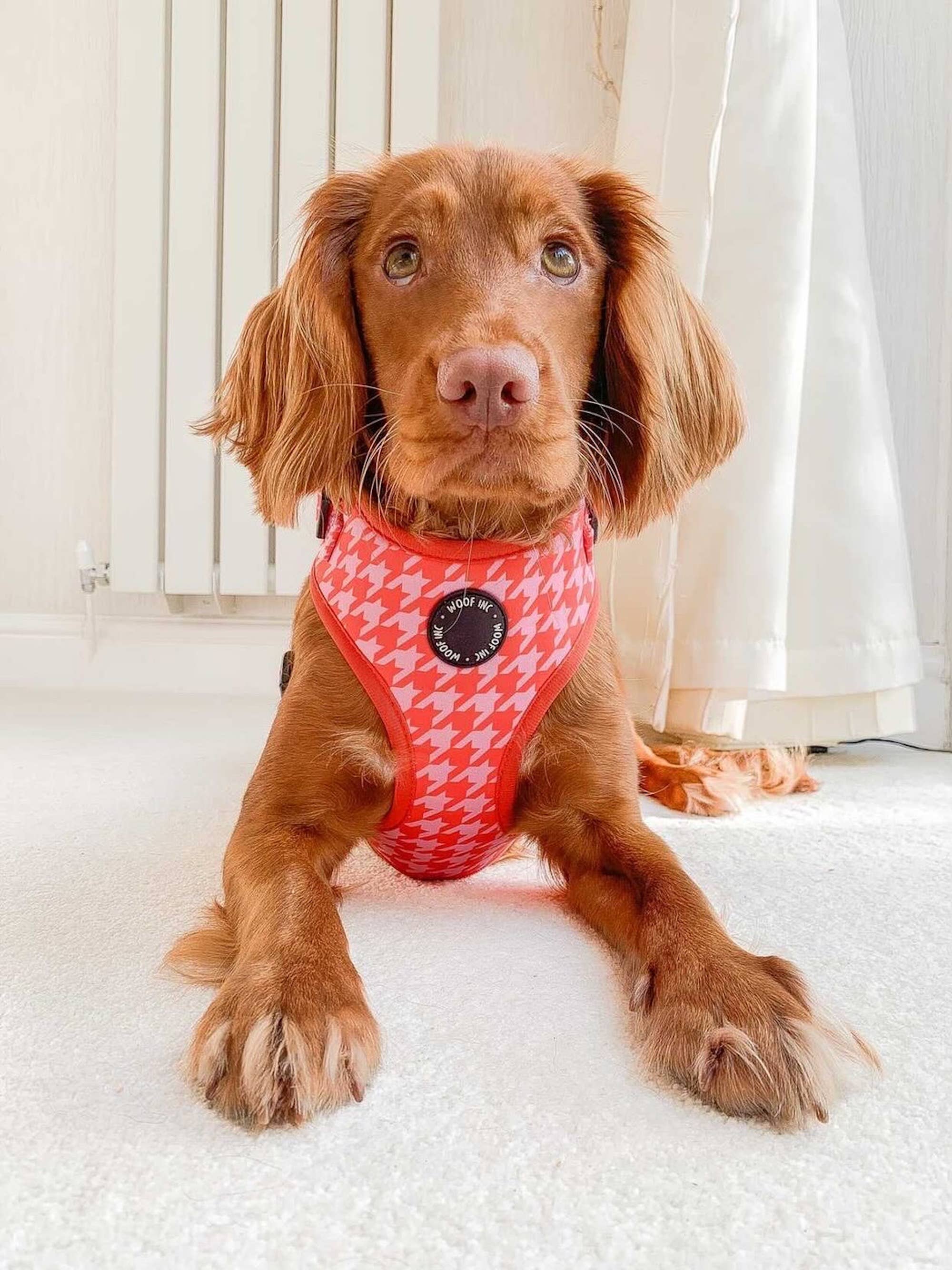 WOOF INC - Wholesale Pet Harness - Dog - Red & Pink Houndstooth Adjustable Dog Harness3