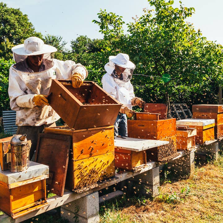 Bee Grateful Farm's 100% Honey Sweetened Caramels - Wholesale Caramel - 100% Honey Sweetened Ginger Honey Caramel (12 Units)