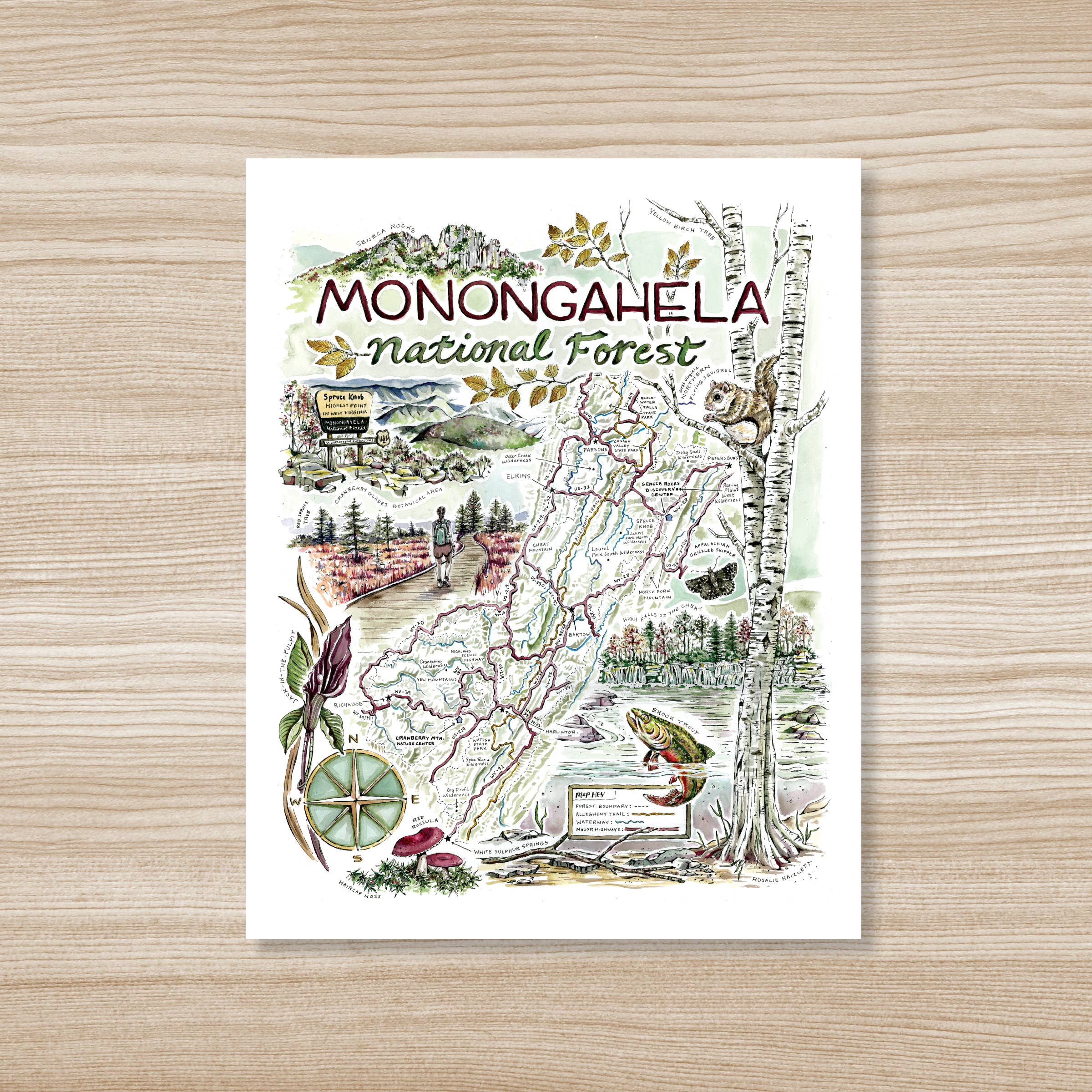 Rosalie Haizlett Illustration - Wholesale Map - Monongahela National Forest Map - Watercolor Art Print
