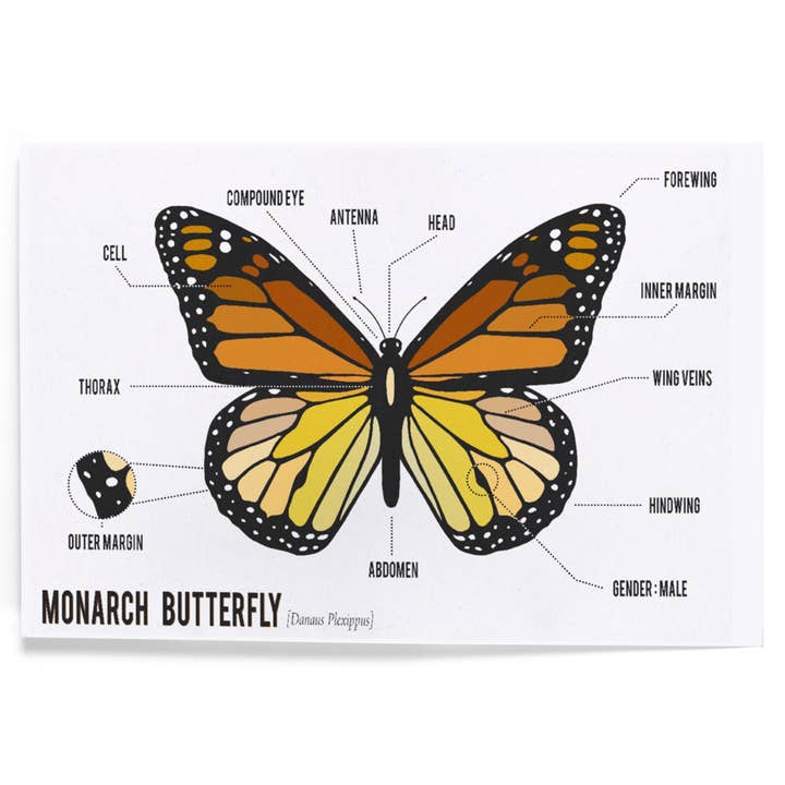 ART PRINTS Monarch Butterfly, Specimen, Scientific for wholesale by Lantern Press