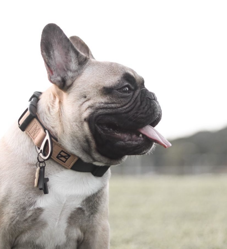 Herzog - Wholesale Pet Collar - Dog - Black Collar - Recycled Ripstop1