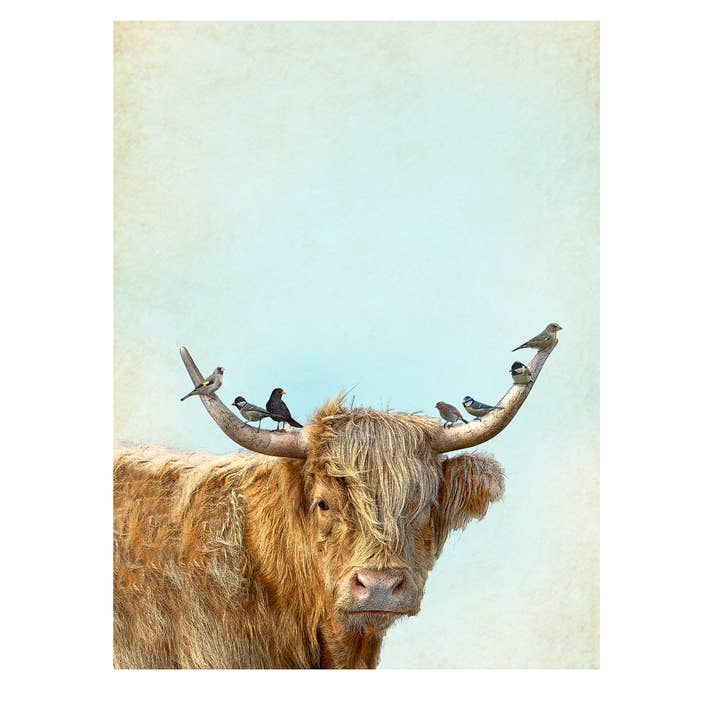Alphie and Ollie - Vendita all'ingrosso Strofinacci - Strofinaccio da cucina/in cucina in cotone 100% con stampa di mucca delle Highlands