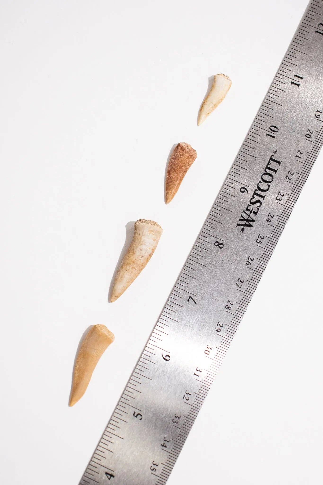 Stemcell Science Shop - Wholesale Decorative Tabletop Object - Enchodus Fang2