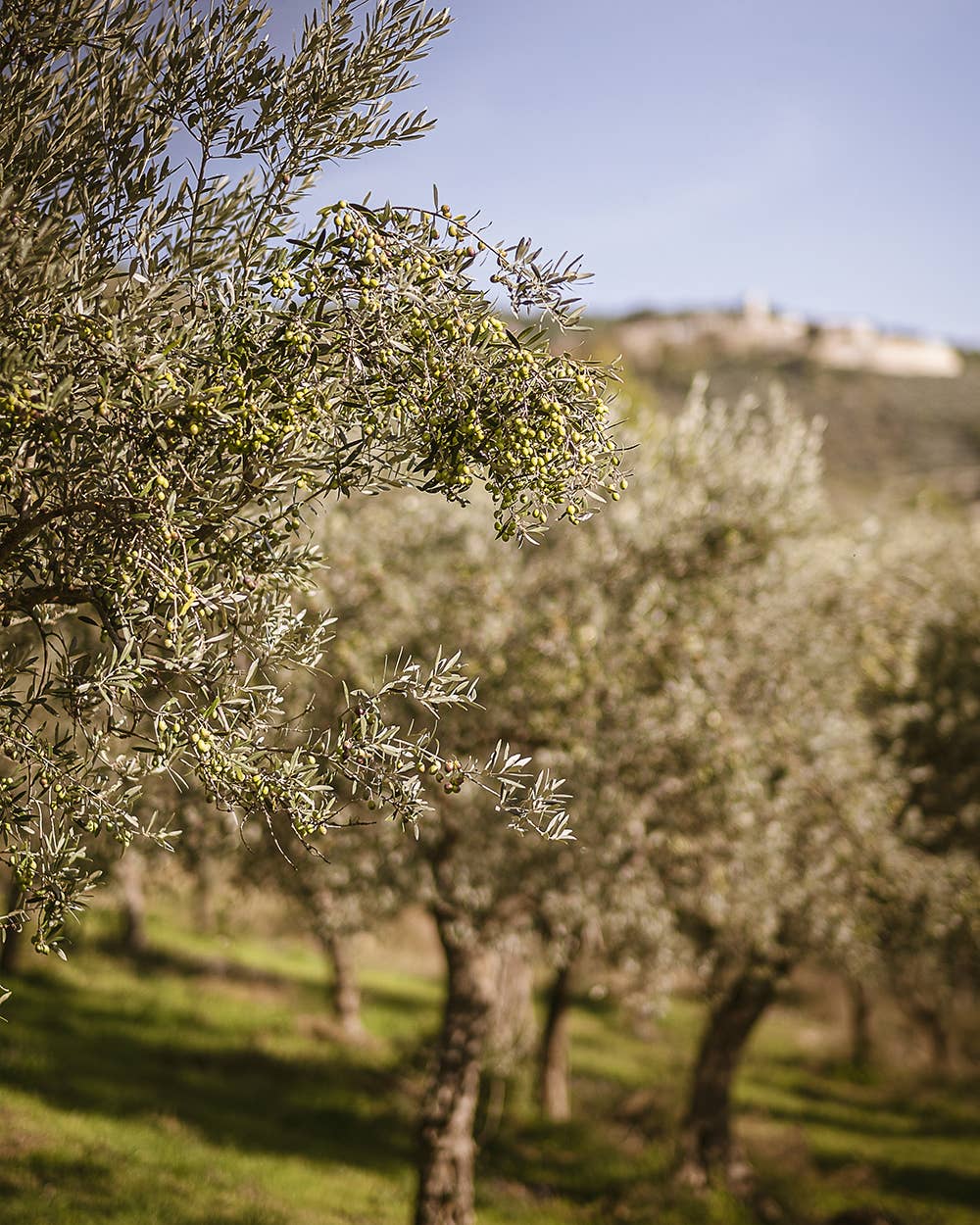 M5 Corporation - Wholesale Olive Oil - Black Truffle Infused EVOO - 8.5oz (250ml)2