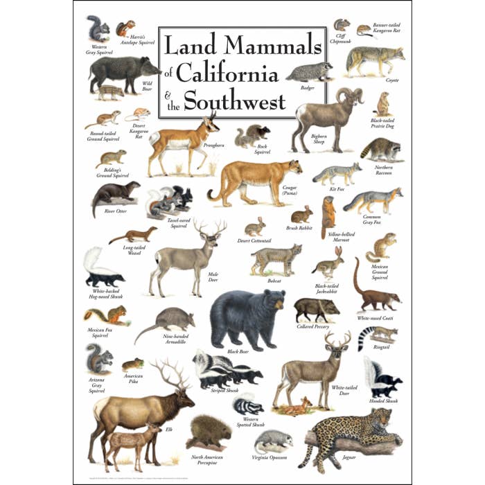 Land Mammals of California & the Southwest Poster for wholesale by Earth Sky + Water