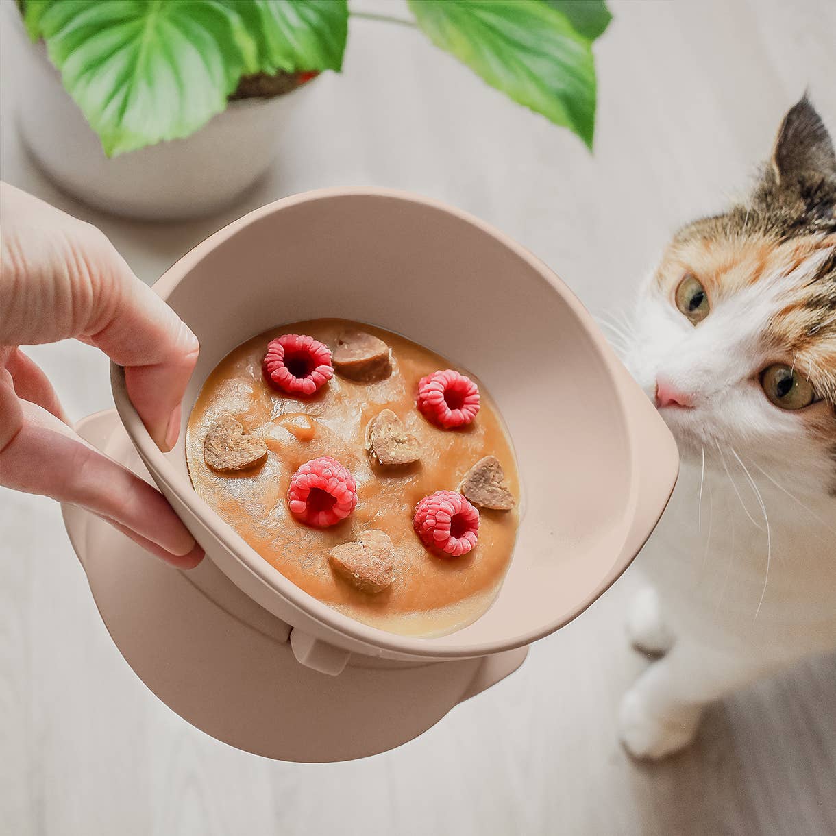 ne&no - Wholesale Pet Bowl - Cat/Dog - ne&no® Elevated Silicone Cat Bowl + Adjustable Tilt7