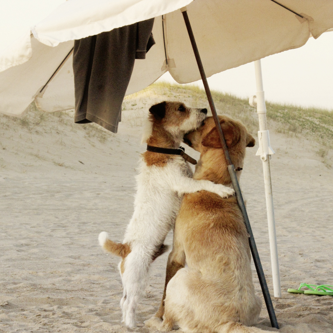 Masco Beauty - Vendita all'ingrosso Spray - Cani - ALOHA DOG – Protezione Solare Naturale SPF 30 per Cani5