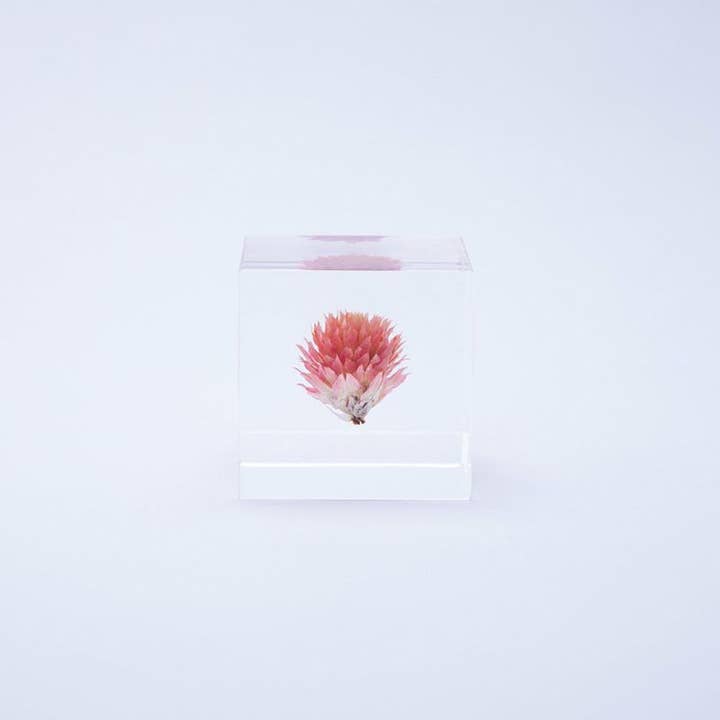 Sola cube - Wholesale Decorative Tabletop Object - Globe amaranth3