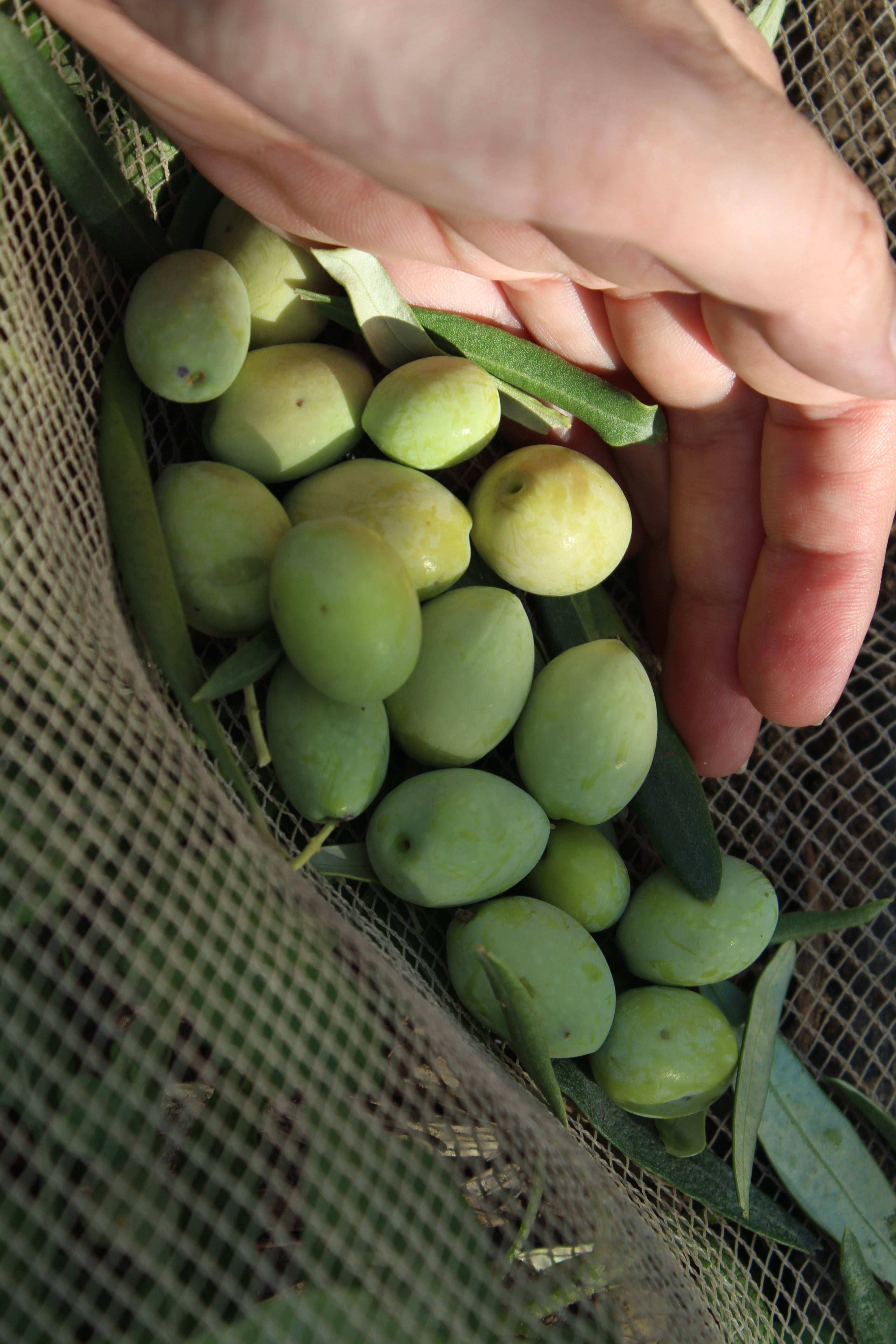 Boniviri BCorp – Großhandel Olivenöl – 5 L Dose Bio Natives Olivenöl extra, 100 % italienisch2