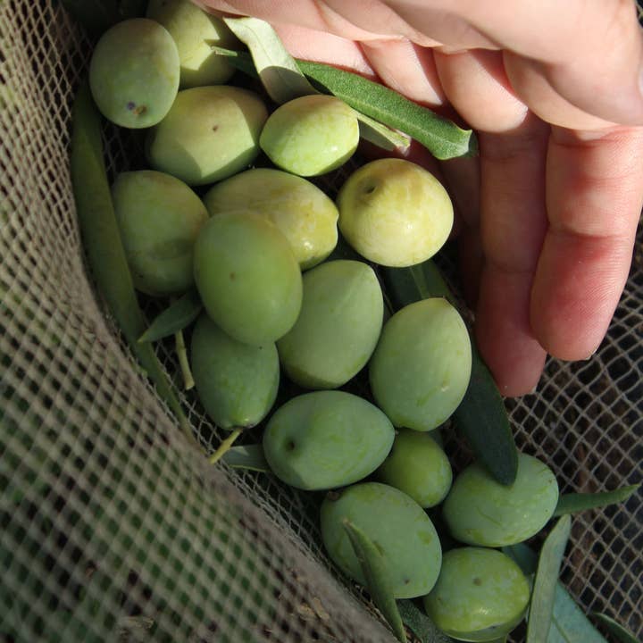 Boniviri BCorp - Wholesale Olive Oil - 5 L Can Organic Extra Virgin Olive Oil 100% Italian2