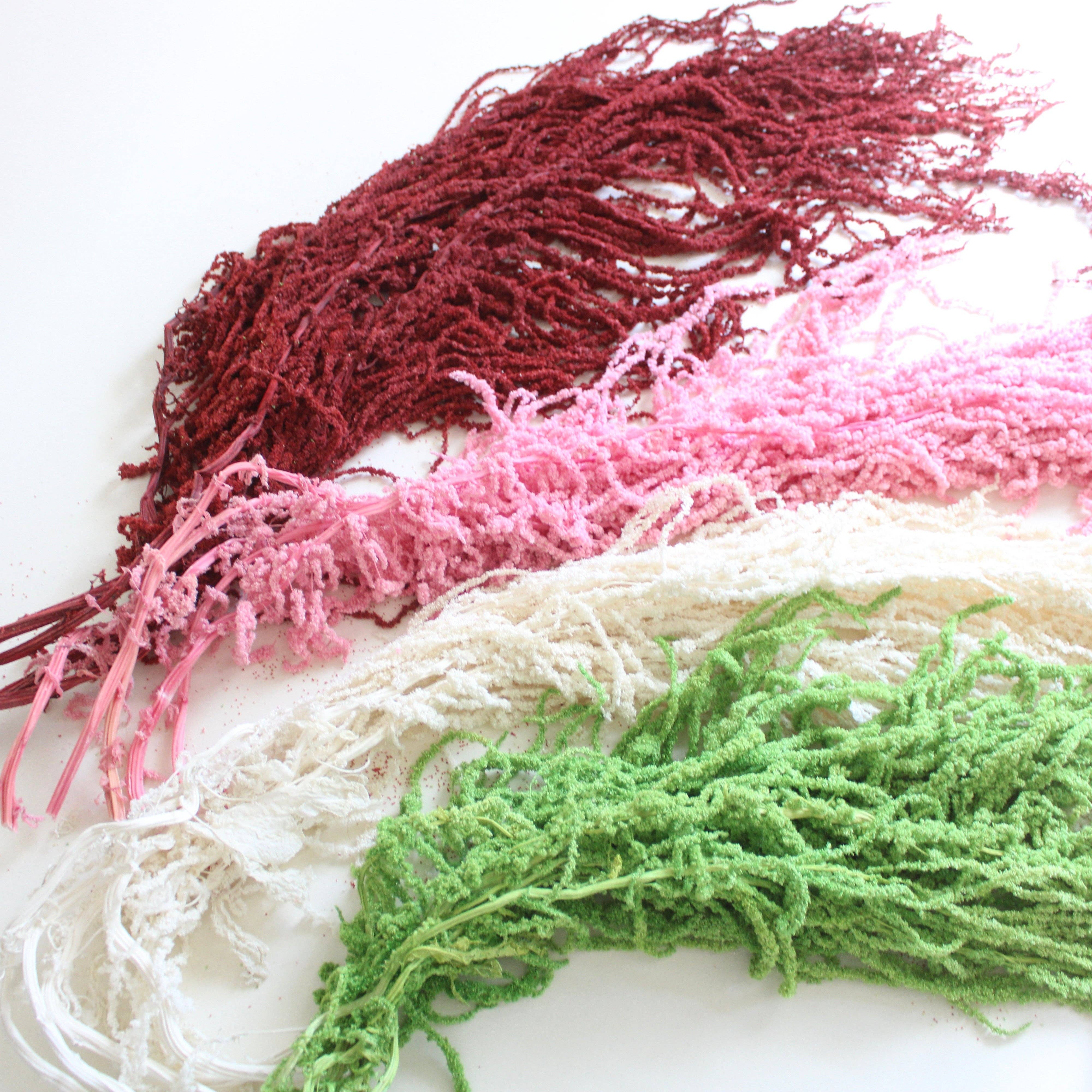 Roxanne's Dried Flowers - Wholesale Dried/Pressed Flowers - Amaranthus (Hanging) - Preserved5