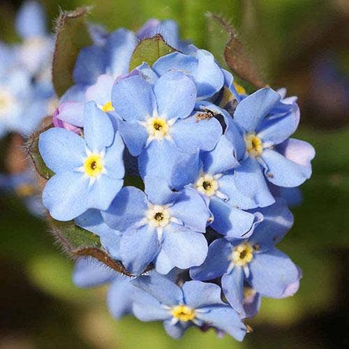 Sow True Seed - Wholesale Plant Seeds - Forget-me-not Seeds1