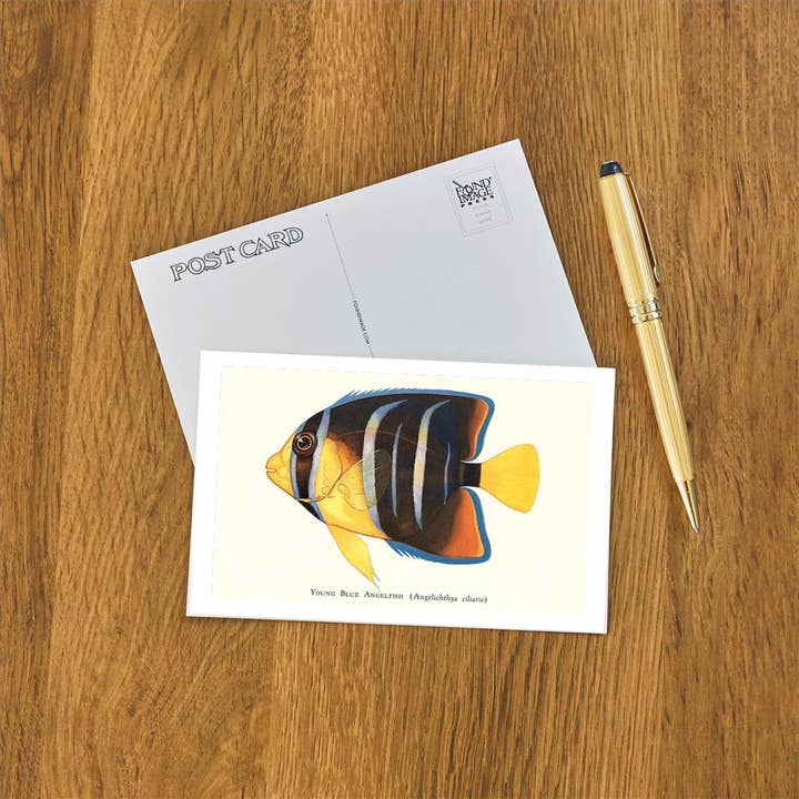 Found Image Press - Wholesale Postcard - Postcard FH-29 Young Blue Angelfish1