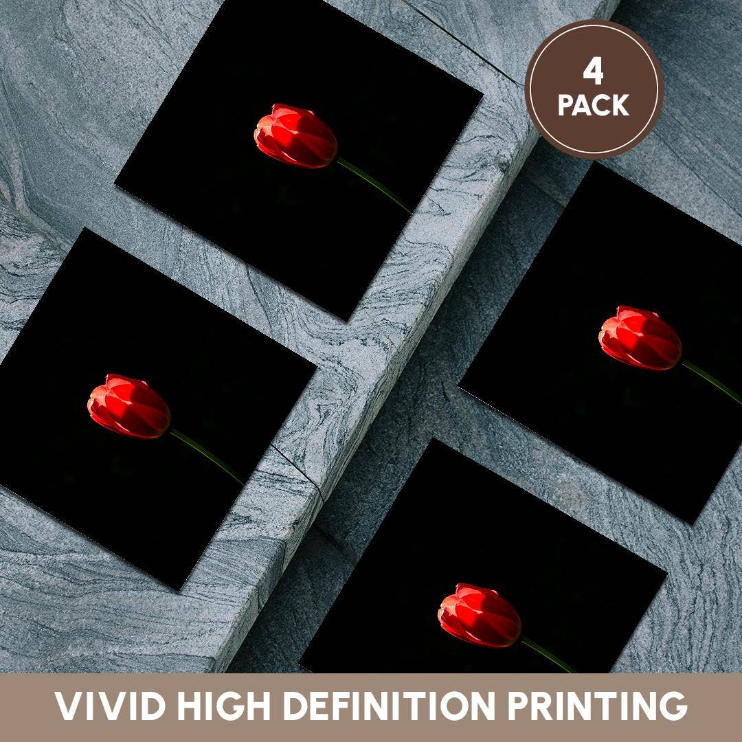 3dRose - Wholesale Coasters - 3dRose, Sunlit red tulip, black background. Minimalist composition, Coaster5