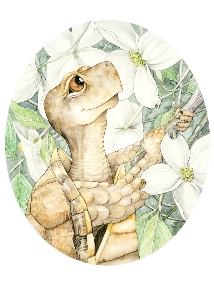 Eastern Box Turtle And Dogwood Giclee Watercolor Print for wholesale by Katie Crawford Art