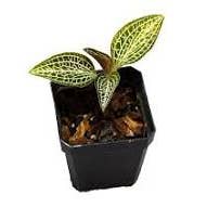 Succulents & Such, Inc. - Wholesale Live Plant - 3" Potted Macodes Petiola Jewel Orchid0