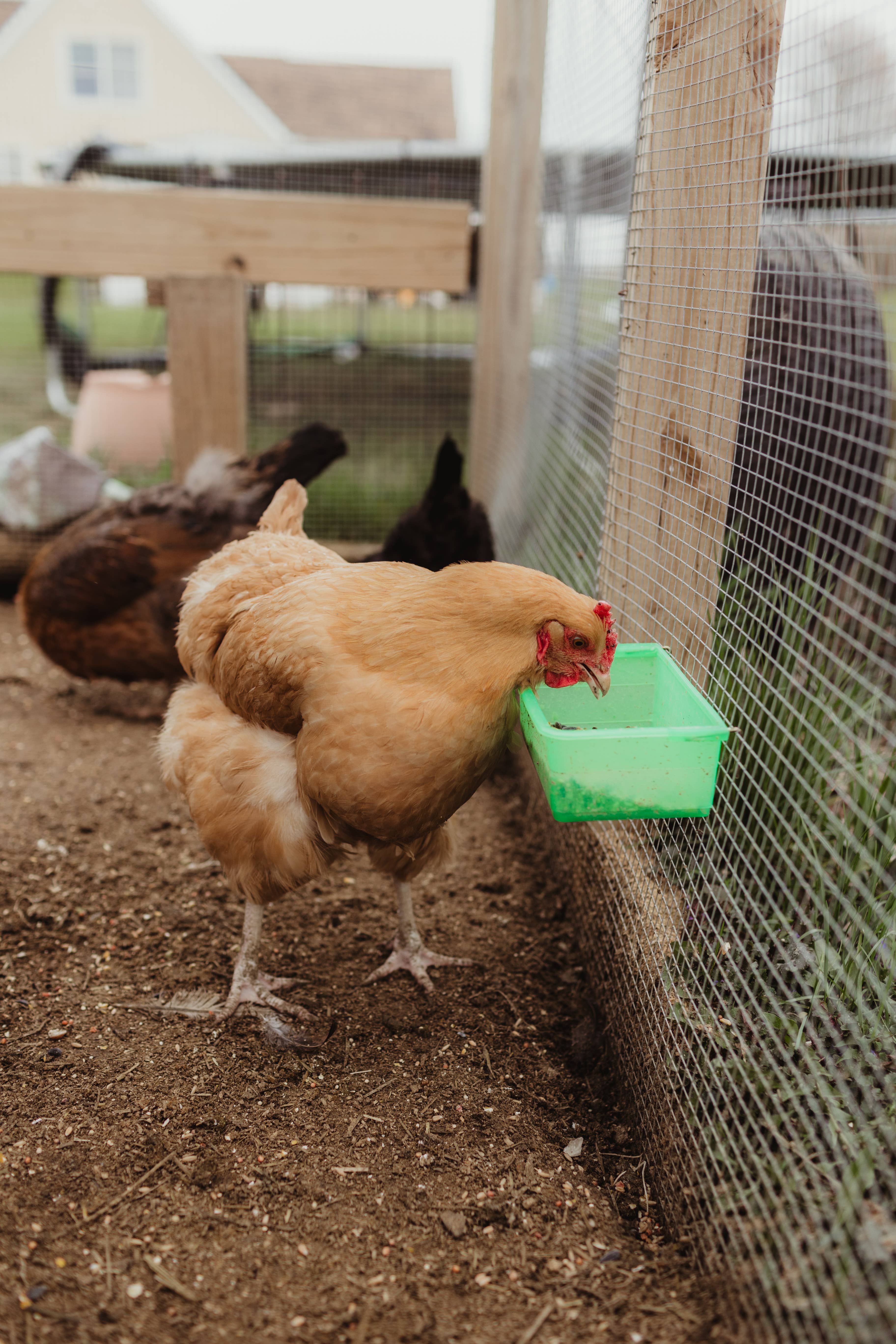 My Favorite Chicken - Venta al por mayor Comedero - Gatos y perros - Vaso para gallinero, 800 ml/27 oz, verde, con alimentador colgante en forma de jaula5