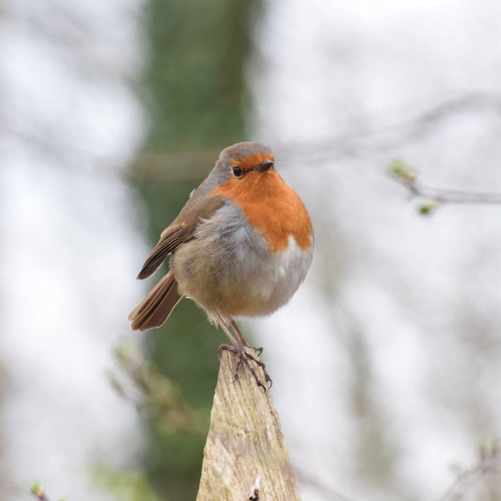 Robin 9 impression A4 pour la vente par Red Berry Photos