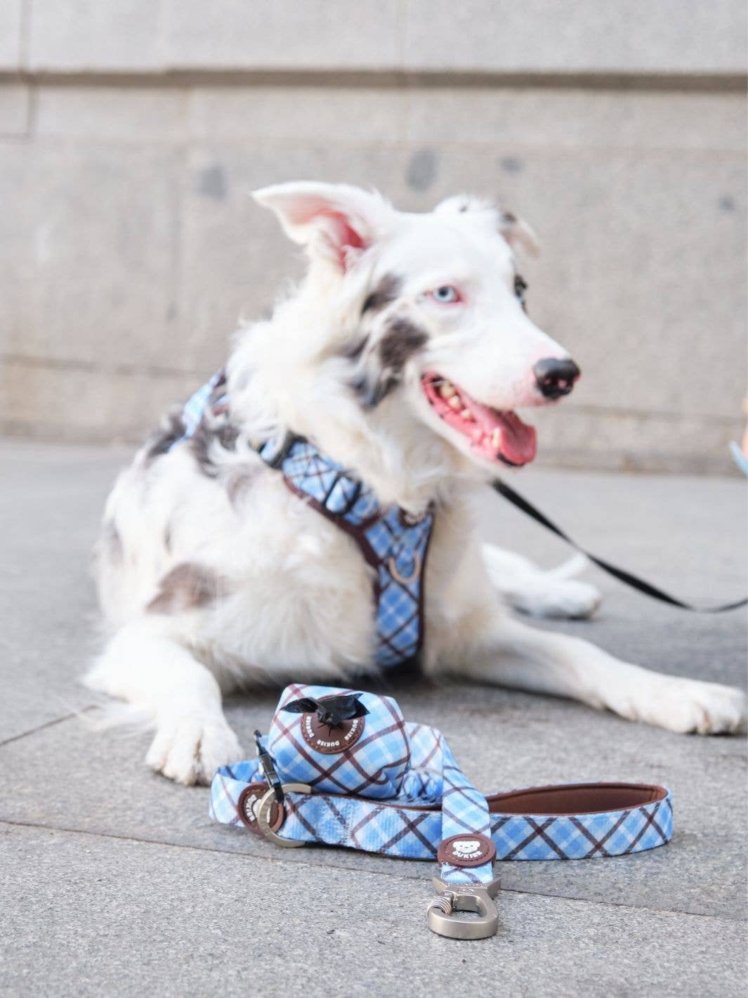 Dukier – Arnês – Cão por atacado – ARNÊS TRAIL PARA CÃO TARTAN BLUE MOCCA2