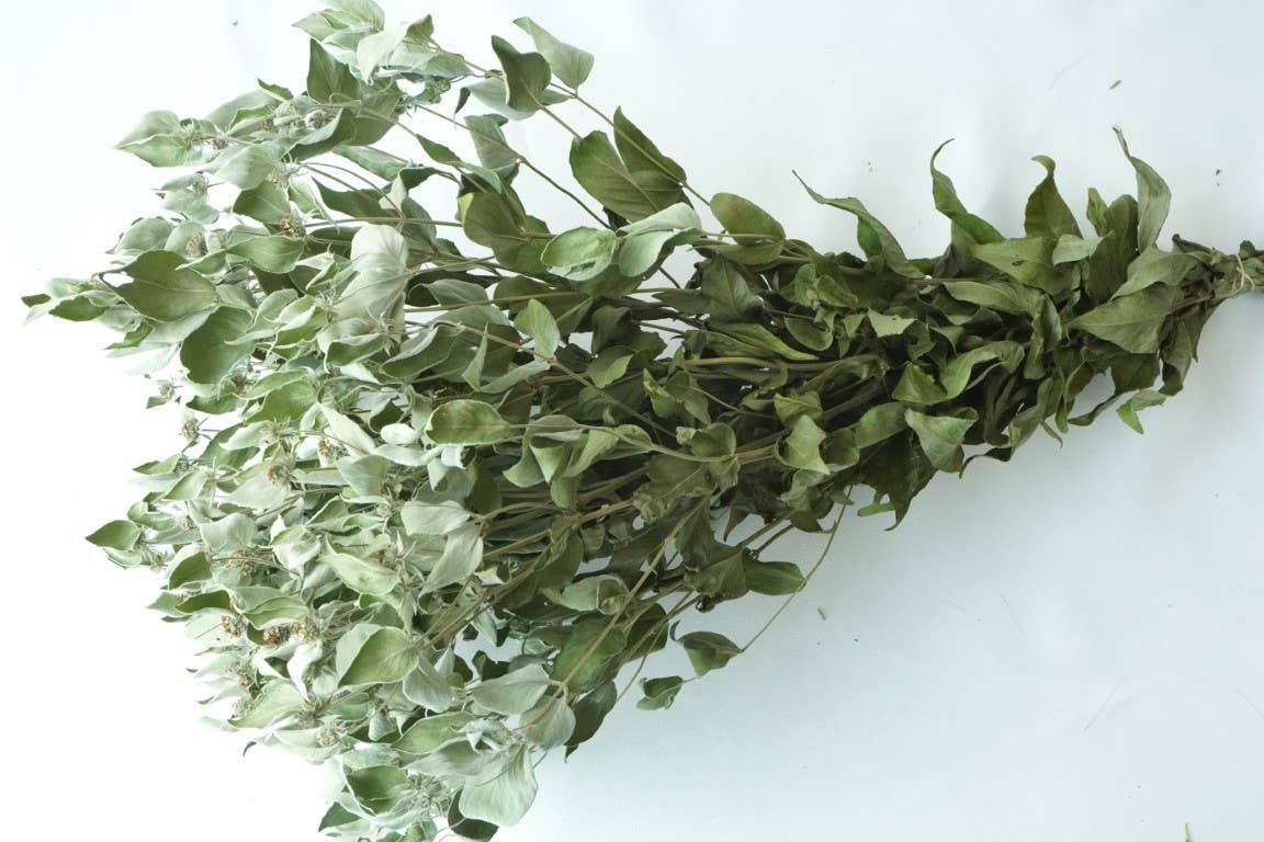 Fence Post Florals - Wholesale Dried/Pressed Flowers - Mint-Mountain, Dried Flowers, Wedding flowers1