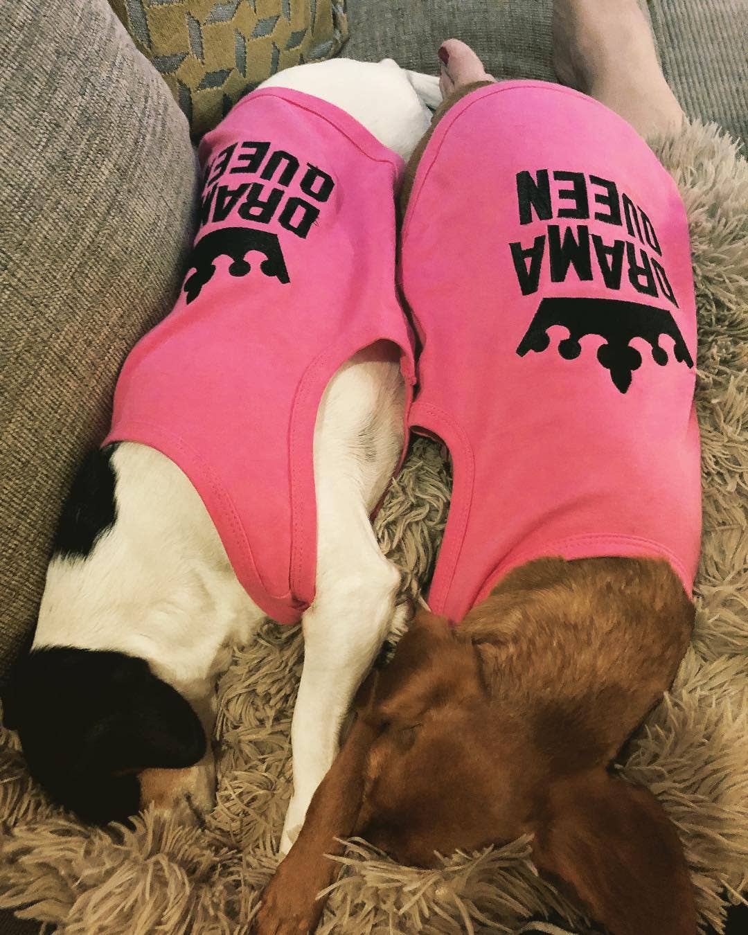 Rose T-shirt pour chien Drama Queen – Tenue mignonne et audacieuse pour chiots en vente sur Faire5