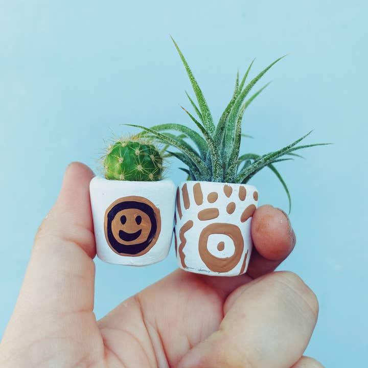 O'Berry's Succulents - Wholesale Succulent - The San Diego Mini Planter