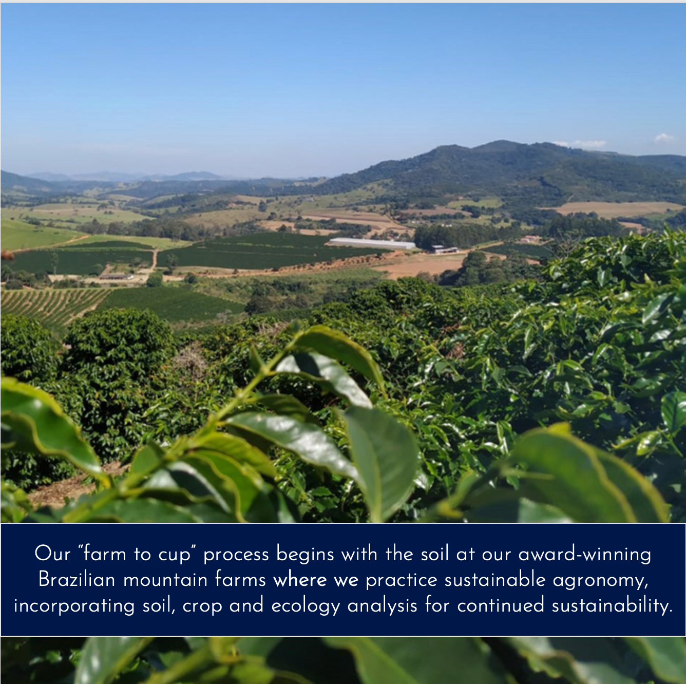 Nobletree Coffee - Wholesale Coffee Beans - Nobletree "Dromedaire" Light Medium Roast Coffee, 20oz2