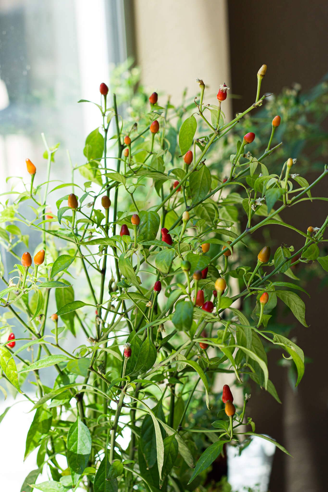 Coco and Seed - Wholesale Plant Seeds - Thai Hot Pepper Hydroponic Mason Jar Garden Kit3