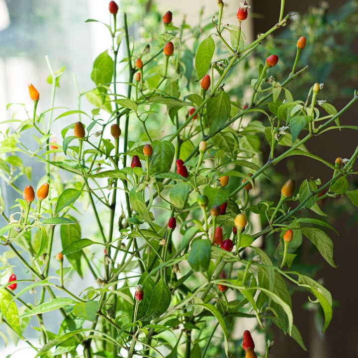 Coco and Seed - Wholesale Plant Seeds - Thai Hot Pepper Hydroponic Mason Jar Garden Kit3