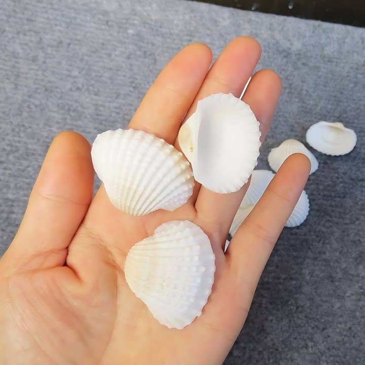 GSea - Wholesale Decorative Tabletop Object - Assorted Seashell Granular Ark White Cockle Shell Decor