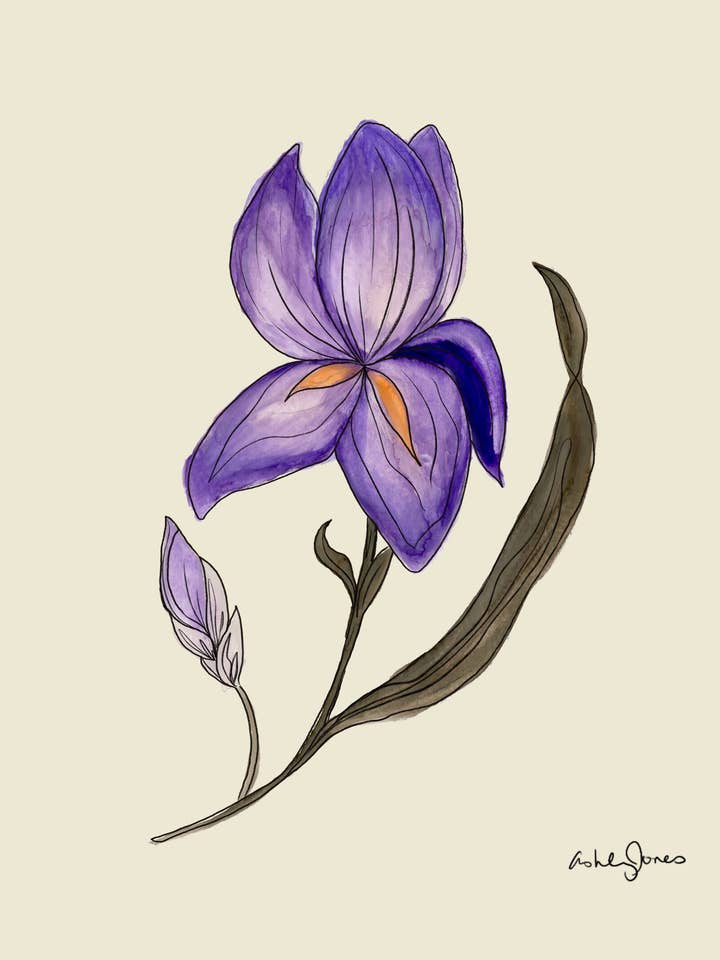 Iris Art Print for wholesale by Covered With Art