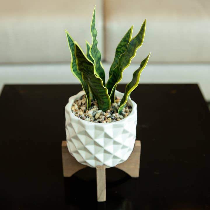 Flora Bunda Inc – Engroshandel Plantekrukke – 12.5"H Snake plante i keramik på stativ