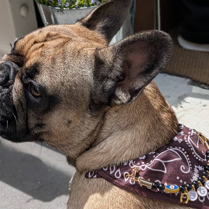 Aura - Wholesale Pet Collar - Cat/Dog - Brown Cairo Rider bandana-collar for dogs and cats1