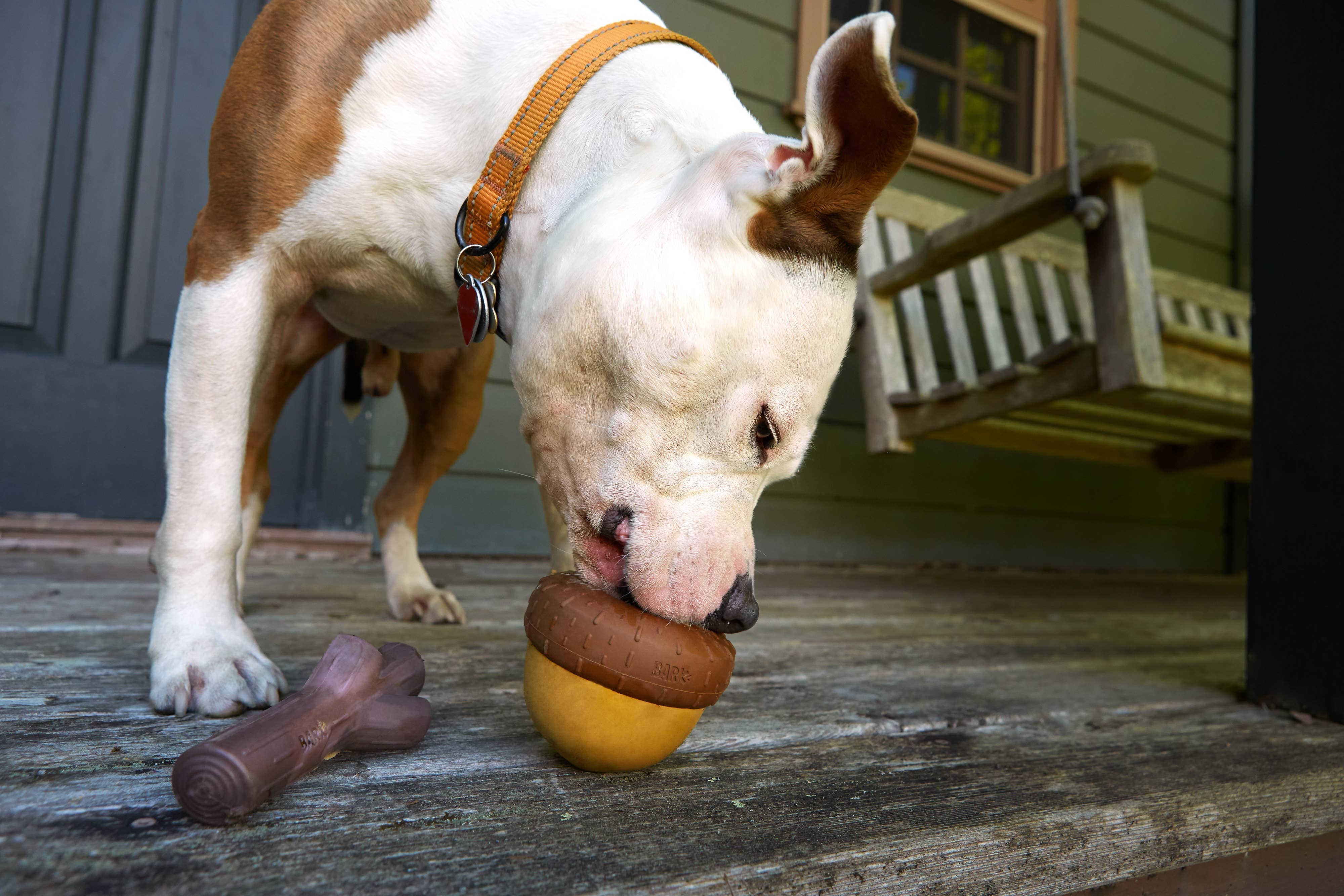 Pet Palette Distribution - Wholesale Pet Chew Toy - Dog - BARK Super Chewer Acornucopia Dog Toy Large3