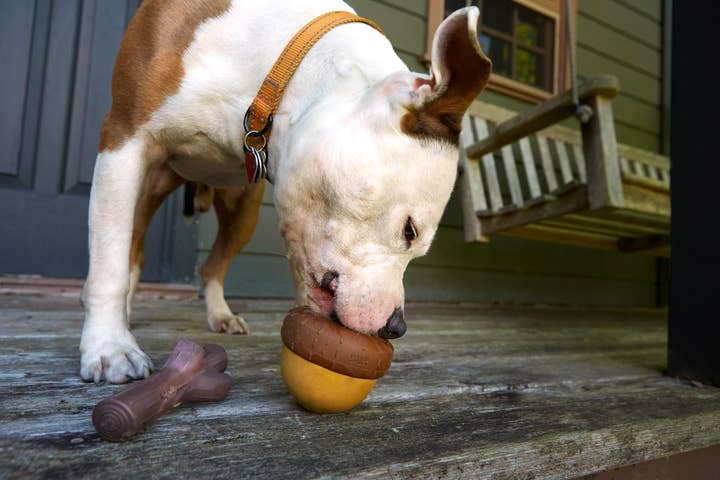 Pet Palette Distribution - Wholesale Pet Chew Toy - Dog - BARK Super Chewer Acornucopia Dog Toy Large3